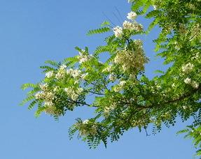 Wyciąg z Sophora Japonica