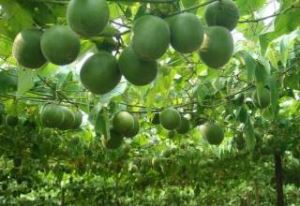 Fructus Momordicae Wyciąg