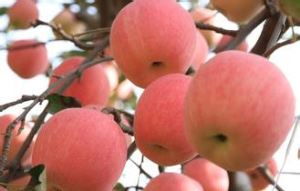 Apple owocowych w proszku