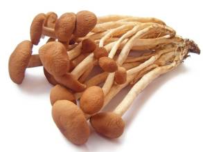 Wyciąg z Agrocybe Cylindracea