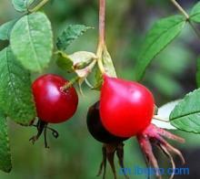Powder Rose Hip