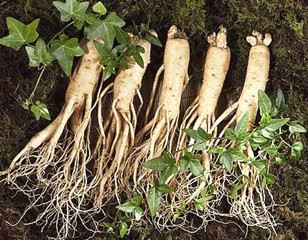 ginseng
