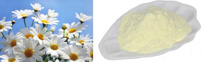 Apigenin powder