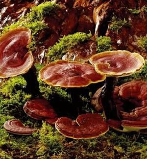 Ekstrakt z Ganodermy