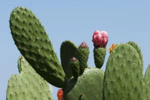 Kasztanowy Kasztanowy Kasztanowy Kasztanowy Nopal Kaktus Kaktus Kaktus Kaktus Wyciąg z Kaktusa