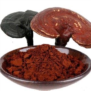 Złamany proszek ganoderma spore