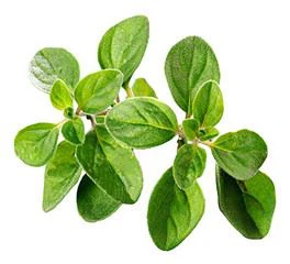 Ekstrakt z oregano