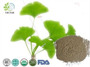 Organiczny proszek Ginkgo Biloba
